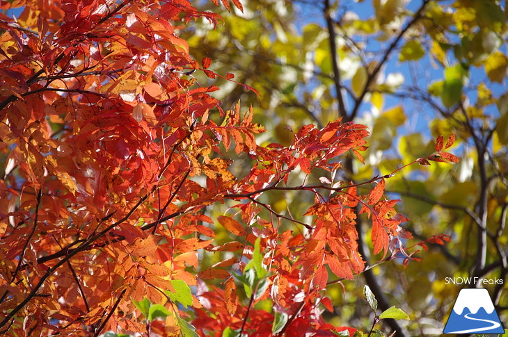 手稲山 2017 紅葉前線、順調に下山中！